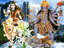 career job solution remedies